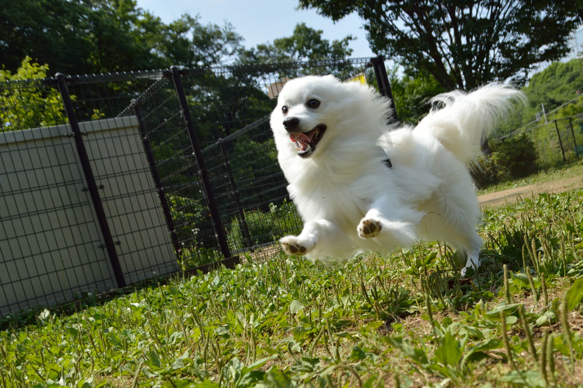 スピッツの性格を理解して、最高のパートナーになろう